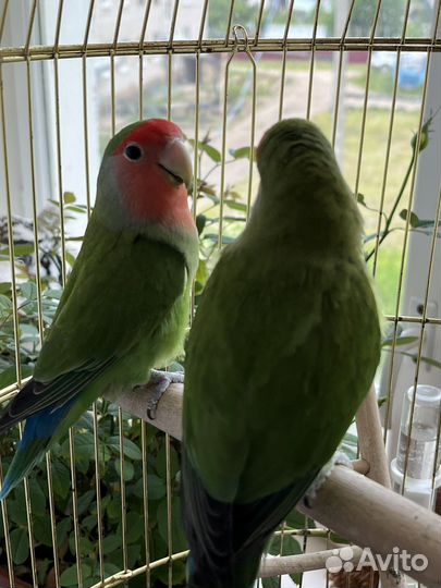 Попугаи - неразлучники с клеткой