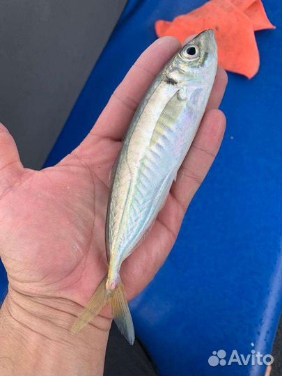 Рыбалка на яхте, прогулки