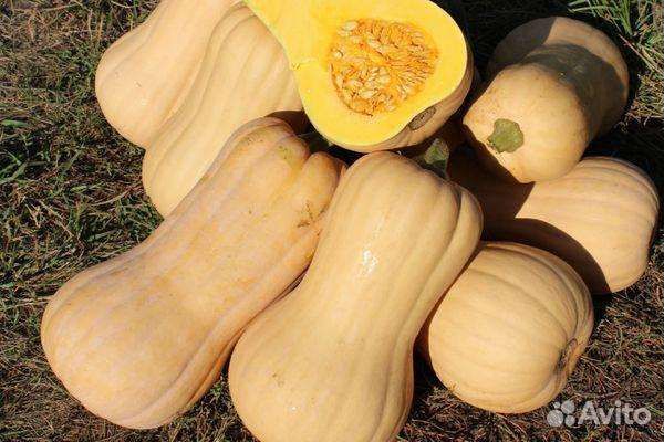 Тыква баттернат семена