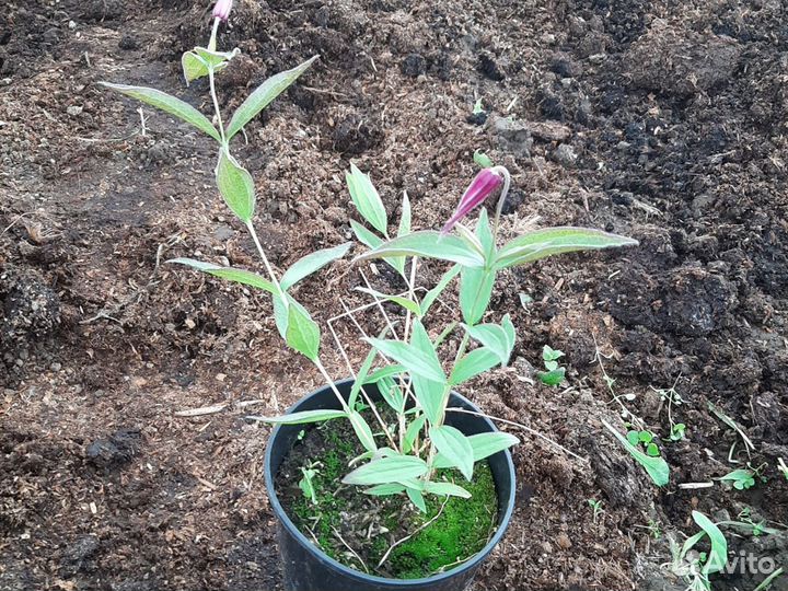 Клематис ханайима