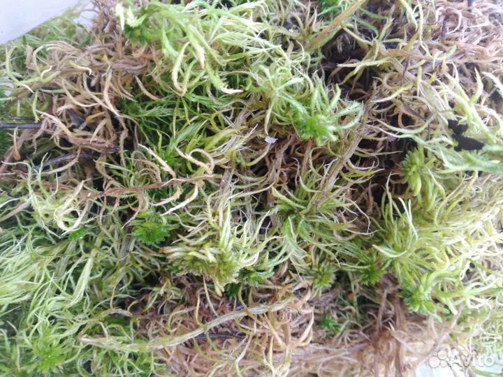 Мох сфагнум живой