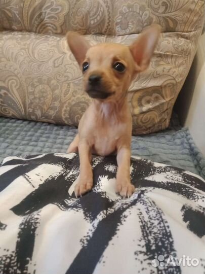 Той-терьер щенки