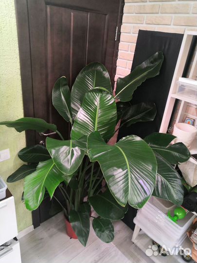 Стрелиция Николая 5 в 1 27/160