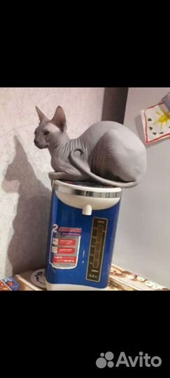 Донской сфинкс вязка