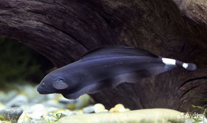 Рыба чёрный нож