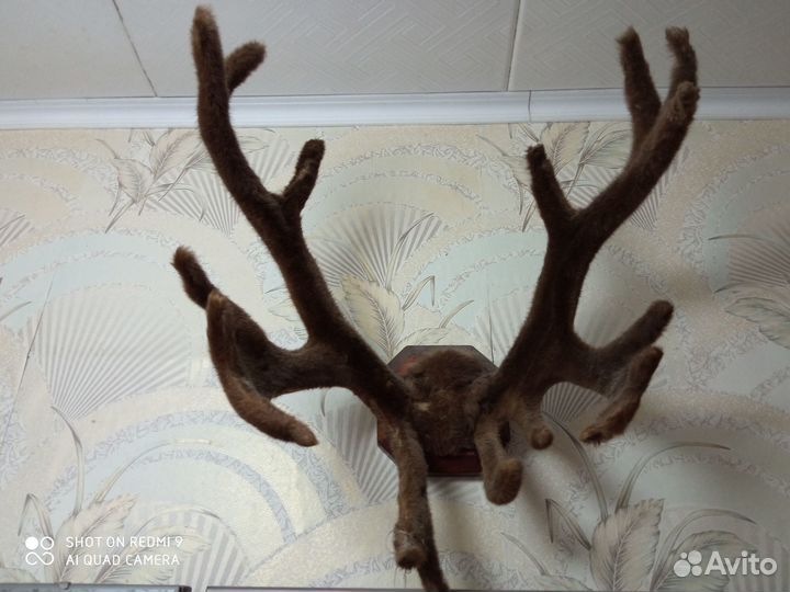Рога оленя