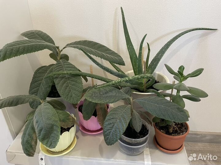 Много растений для дома