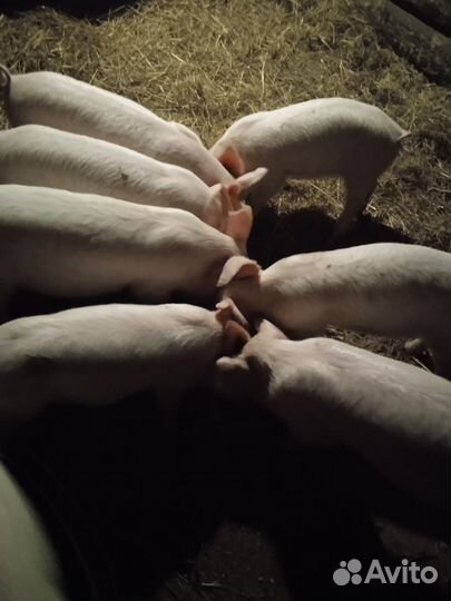 Поросенок ландрас
