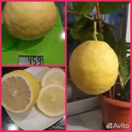 Лимонное дерево