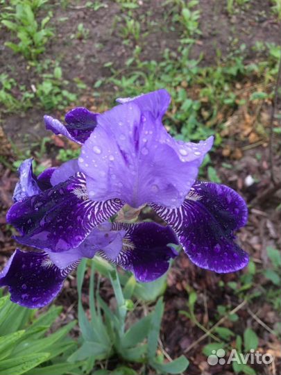 Цветы ирисы