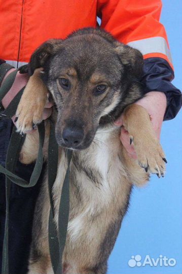 Собака из приюта в добрые руки