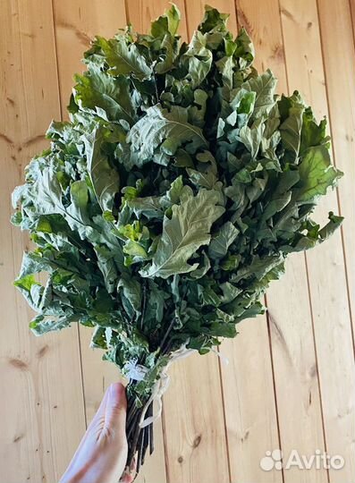 Веники для бани: дубовые, березовые