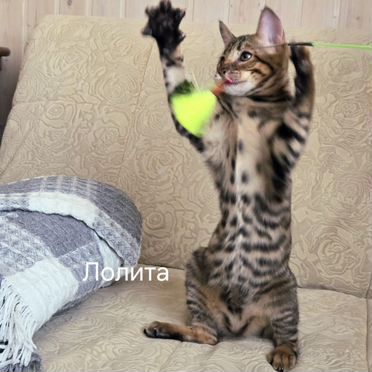 Тойгер котёнок