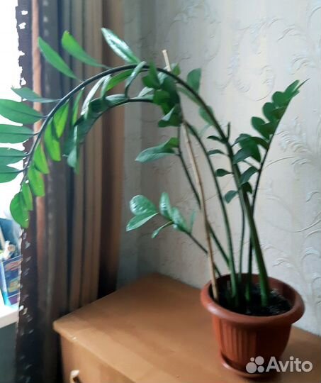 Замиокулькас