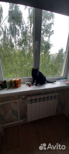 Передержка кошек на Ладожской (у котоняни дома)