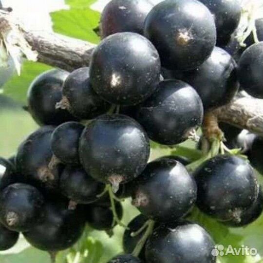 Саженцы черной смородины