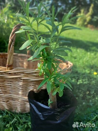 Ива плакучая саженцы черенки с корневой системой