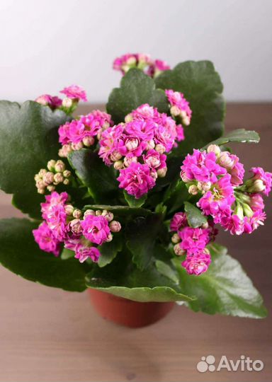 Каланхоэ Блоссфельда