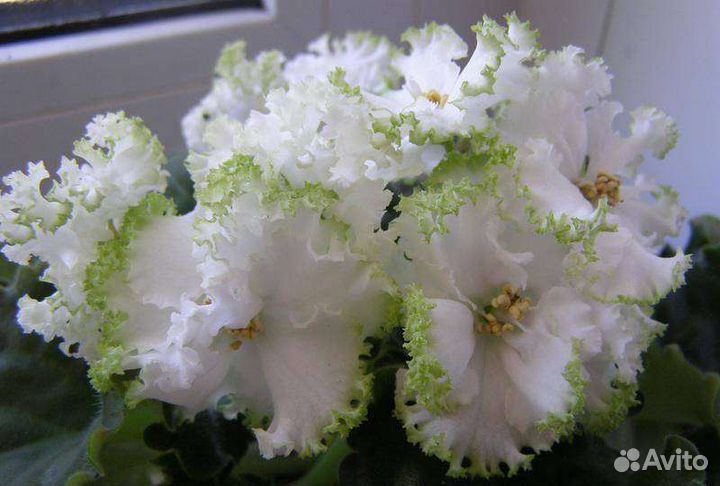 Фиалки детки Оскар и Гриня