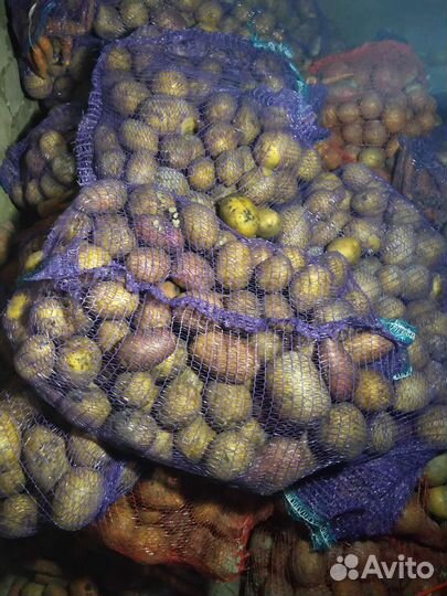 Продам картофель