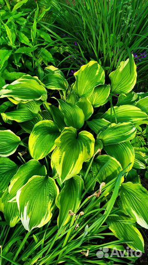 Хоста и медуница