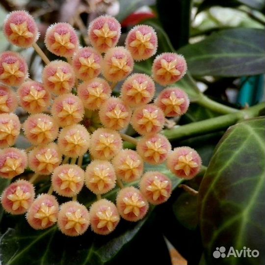 Хойя Кримсон Квин и Макрофилла сплеш