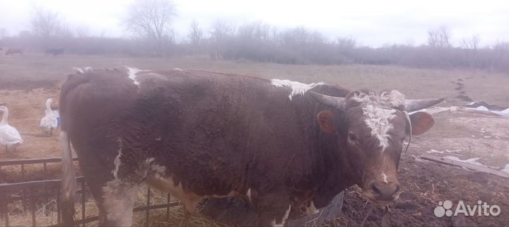 Быки на мясо живым весом