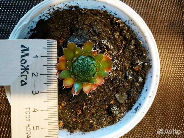 Кактусы и суккуленты по 150