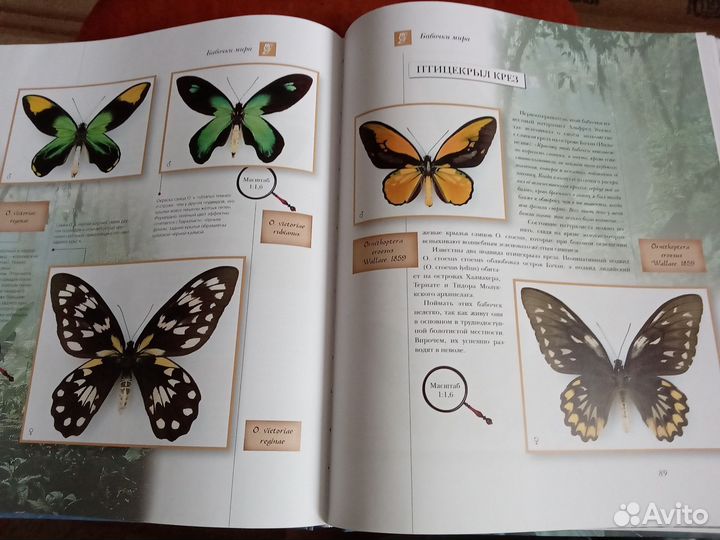 Новая книга бабочки мира
