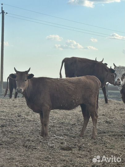 Тёлки 1,6 мес