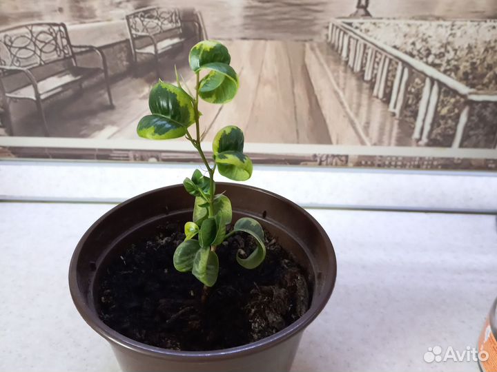 Фикус букле