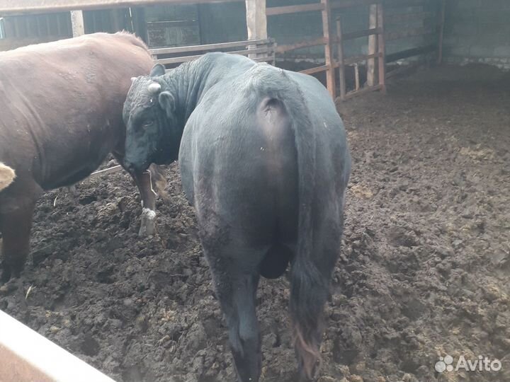 Бычки джерси