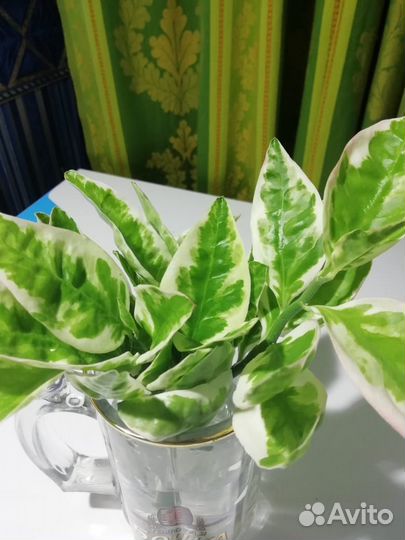 Цветок комнатный. Педилантус. Черенки