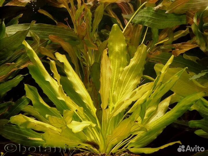 Растения для аквариума (отправляю по России)