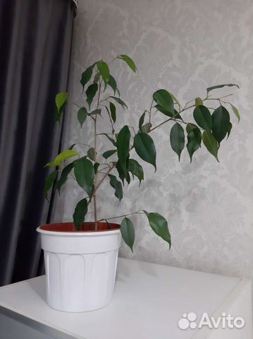 Фикус бенджамина