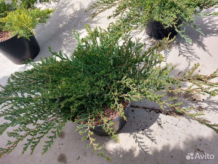 Можжевельник стелющийся Блю Карпет, Голд Стар