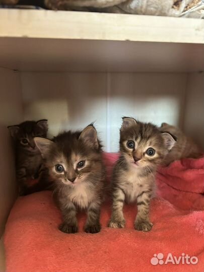 Котята