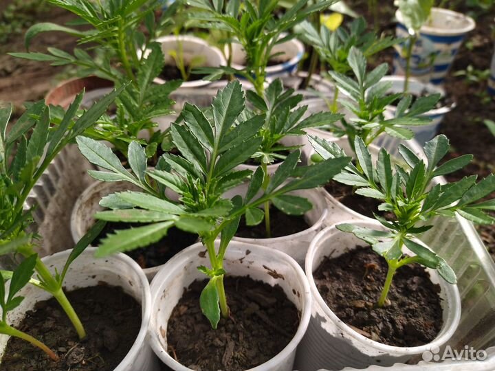 Бархатцы рассада