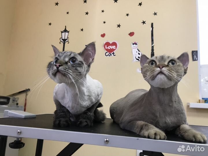 Груминг кошек и собак