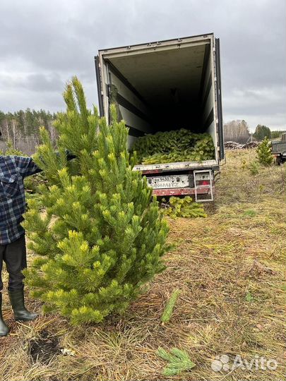 Сосна новогодняя
