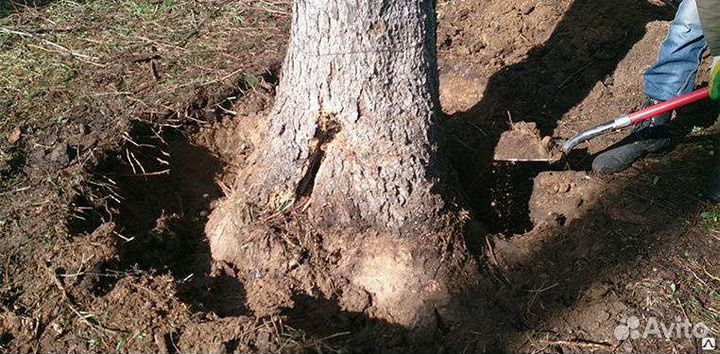 Спиливание И корчевка деревьев