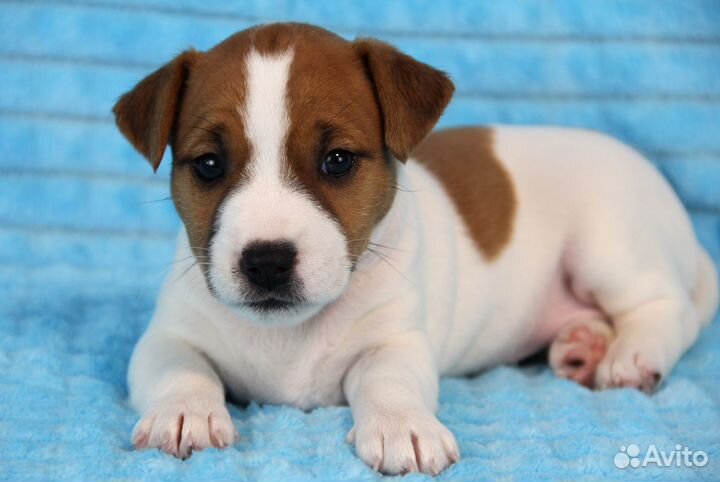 Джек Рассел терьер