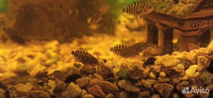 Рыбки цихлиды