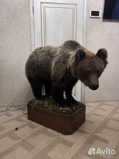 Чучело медведя (имитация)