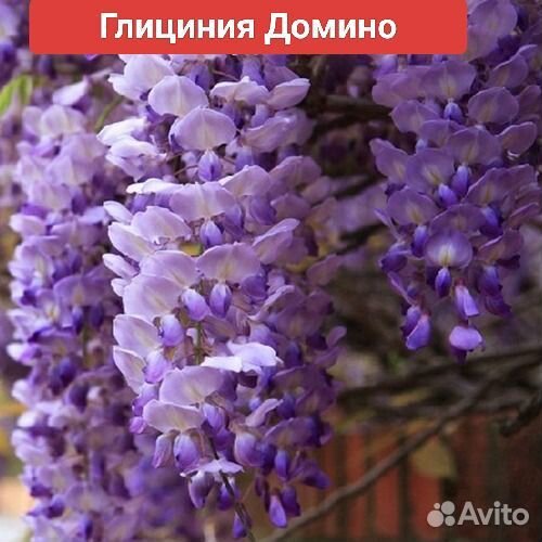 Глициния саженцы разных сортов