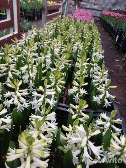 Геацинт в горшке