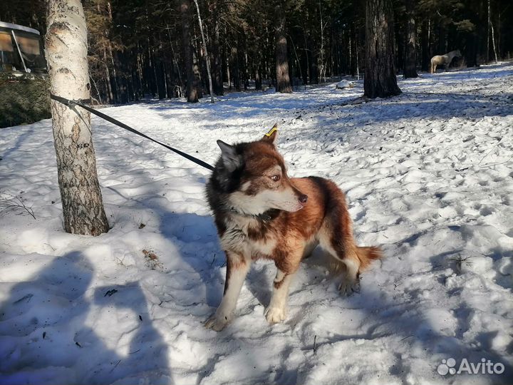 Хаски - рыжий