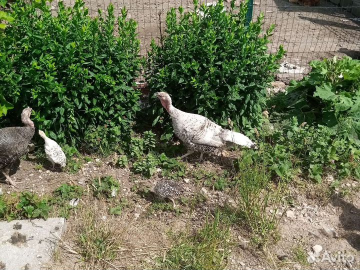 Домашняя птица