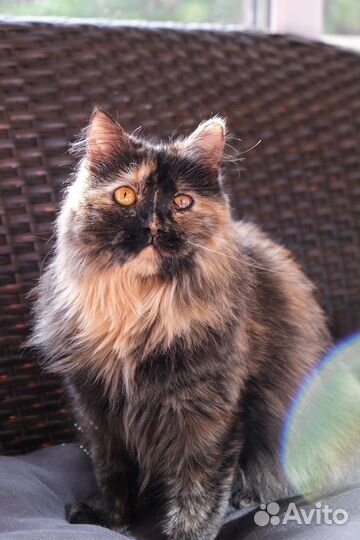 Кошка-осень