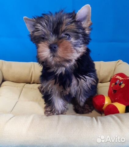 Olx yorkie sale puppies for sale